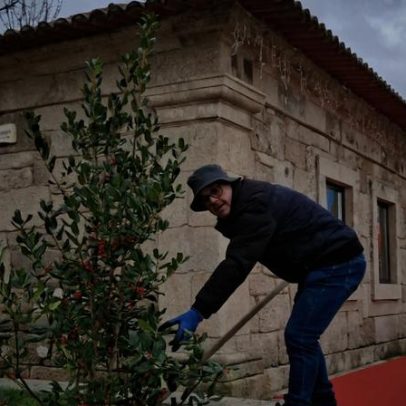 Resende replanta no concelho árvores usadas na decoração de Natal