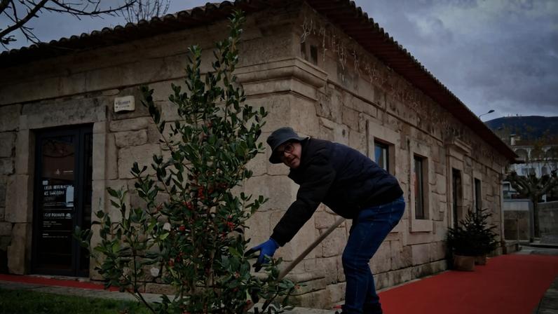 Resende replanta no concelho árvores usadas na decoração de Natal