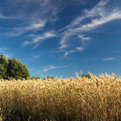 Chamusca realiza sessão participativa sobre o futuro da paisagem local