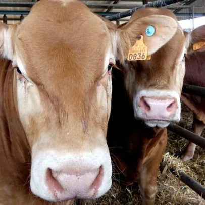 Produção de carne bovina pode diminuir com acordo UE-Mercosul, alerta APORMOR