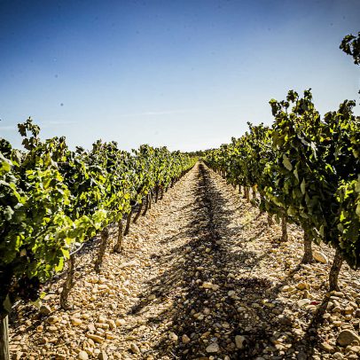 Acordo UE-Índia tem impacto mínimo nos vinhos nacionais