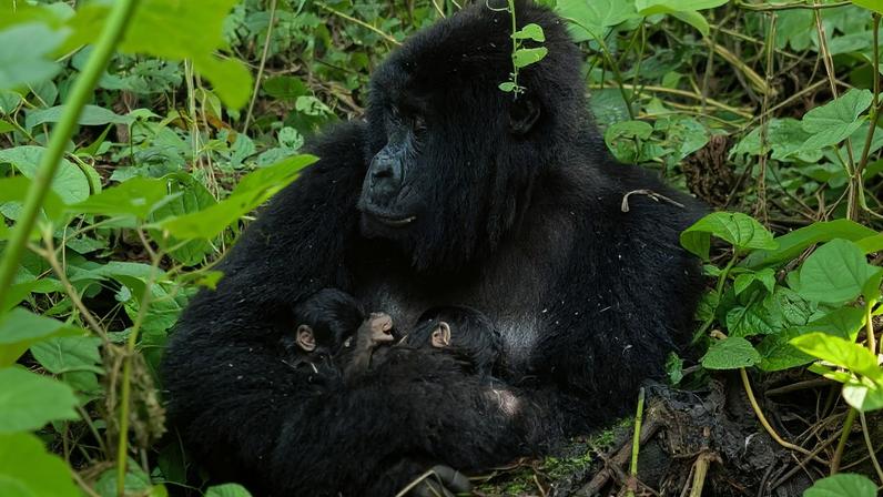 Gorilas gémeos nascem em parque nacional africano