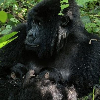 Gorilas da montanha gémeos nascem no parque nacional mais antigo de África
