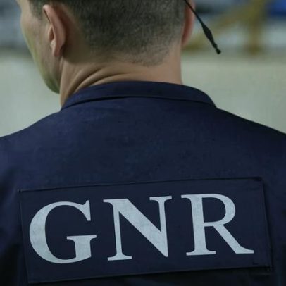 GNR resgata 104 animais exóticos, incluindo 16 cães e 4 gatos, em Penafiel