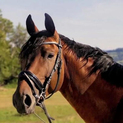 Escola Agrária de Coimbra acolhe cavalos devido à depressão Kristin