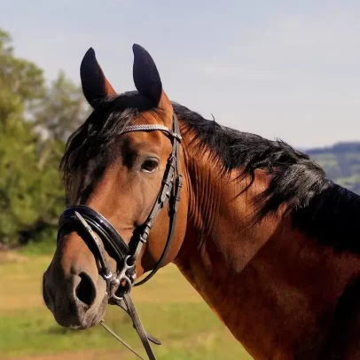 Escola Agrária de Coimbra acolhe cavalos devido à depressão Kristin