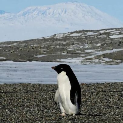 Pinguins adiantam reprodução em duas semanas por alterações climáticas
