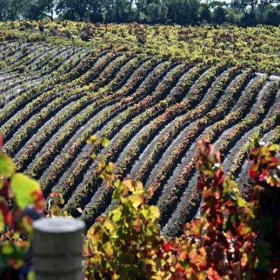 Vinhas mais antigas e maior altitude criam novo terroir em Vinhos do Tejo