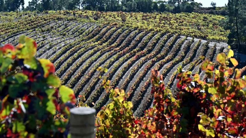 Encosta do Sobral, um dos produtores deste terroir.