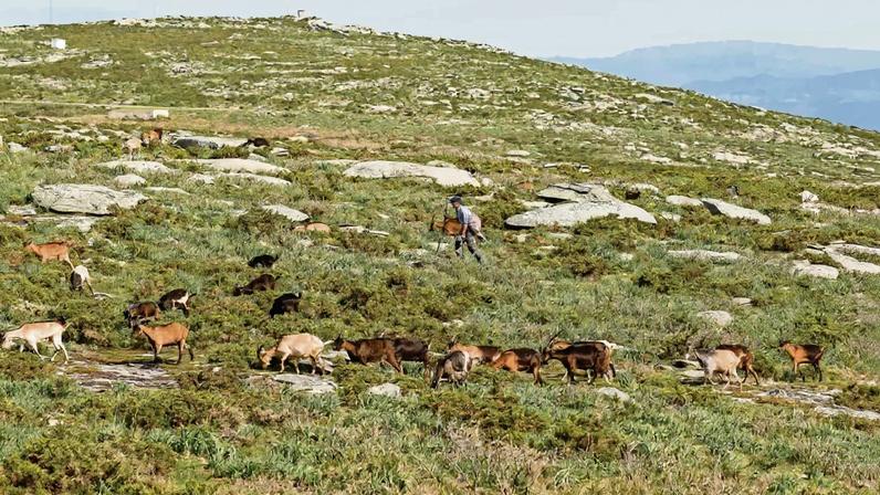 Joana Gama cruza música, cores, formas e cheiros no espetáculo "E as fliores?"