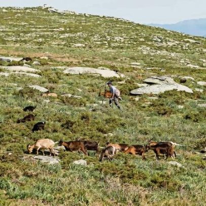 Queijo de cabra em risco por falta de leite no Nordeste Transmontano