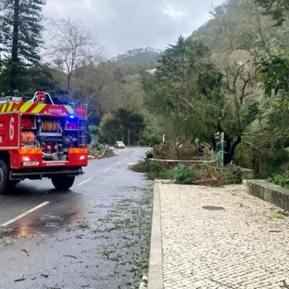 Queda de árvores em Sintra danifica viatura e fecha monumentos