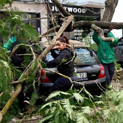 Depressão Kristin em Lisboa: árvores derrubadas e semáforos avariados