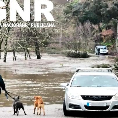 GNR retira 25 cães de associação em Gondomar por risco de inundação