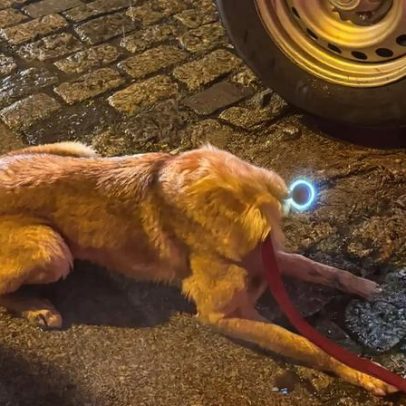 Cão dos bombeiros ajuda a localizar criança desaparecida em Famalicão