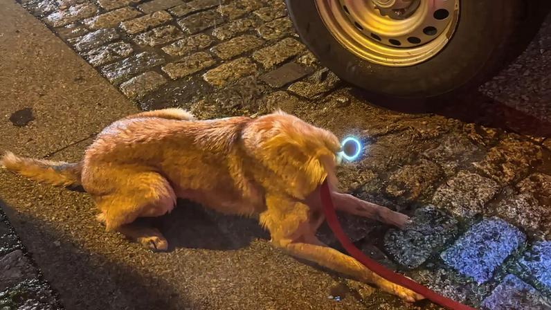 Cão dos bombeiros encontrou o menino desaparecido numa casa abandonada