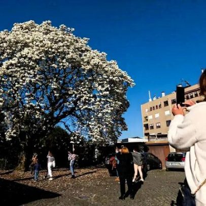 Magnólia centenária classificada como exemplar de interesse público