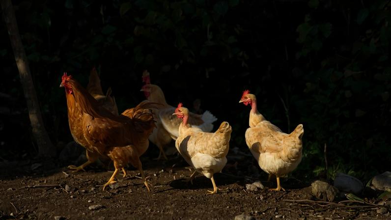 Bruxelas atualiza medidas contra gripe aviária após focos, Santarém presente