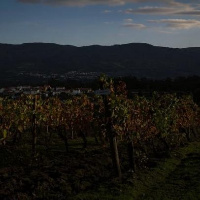 Vinhos de montanha: pureza nas alturas