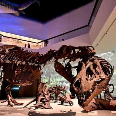 Novo estudo indica que o rei dos dinossauros crescia até aos 40 anos