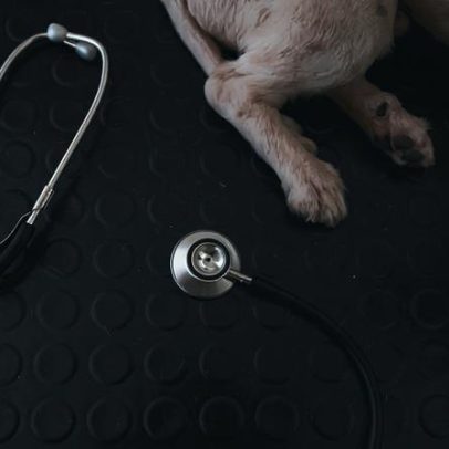 Diretora-geral defende Autoridade Sanitária Veterinária em todos os concelhos