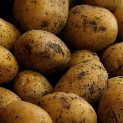 POMATO lança inquérito para rede sustentável nas cadeias do tomate e da batata