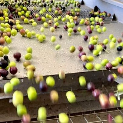 Produtor de azeite no Alentejo conquista certificação de sustentabilidade