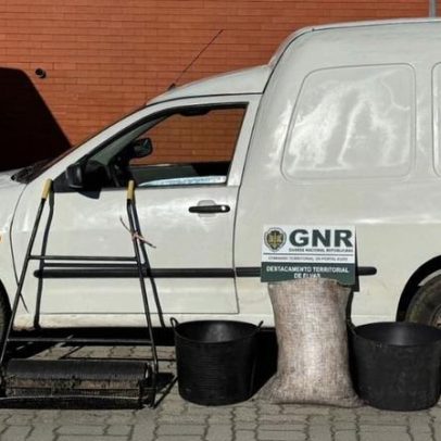 GNR prende três suspeitos em flagrante furto de azeitonas em Campo Maior.