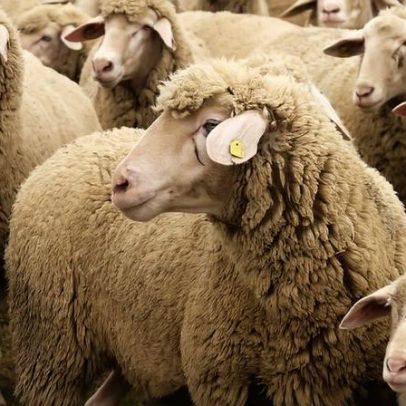 Preços de ovinos estabilizam e caprinos recuam no Alentejo, aponta SIMA