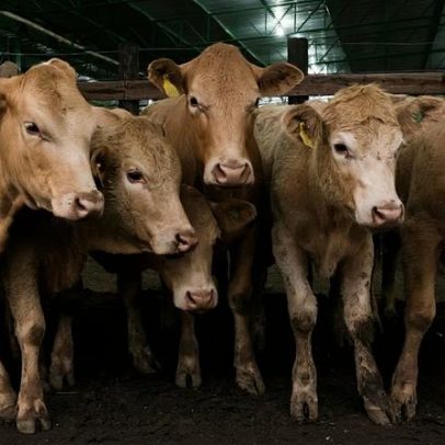 Bovinos no Alentejo sobem cotações na última semana