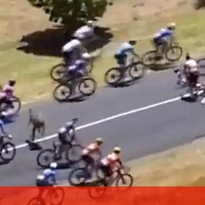 Canguru surpreende ciclistas e causa queda no Tour Down Under
