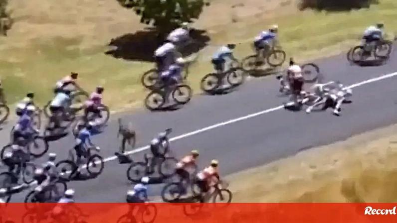 Canguru apanha ciclistas de surpresa e provoca queda no Tour Down Under
