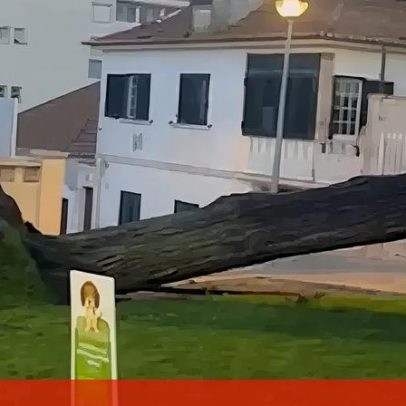 Árvores de grande porte tombadas em Mafra devido ao mau tempo