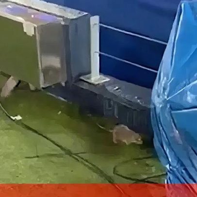 Inundações agravam situação no Camp Nou com ratazanas