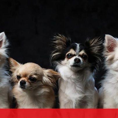 Alguns cães expandem vocabulário ao ouvir conversas dos donos