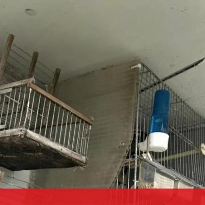 Homem detido por crime de dano contra a natureza na Póvoa de Varzim