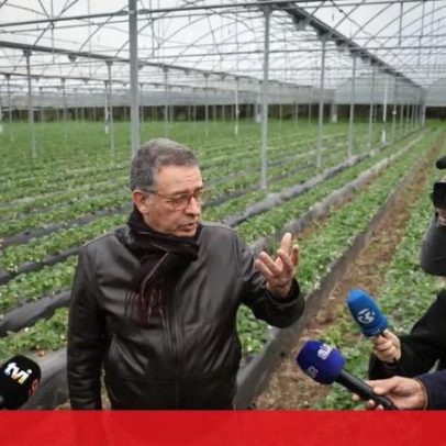 Seguro desmente vitória antecipada ao provar morangos sem sabor