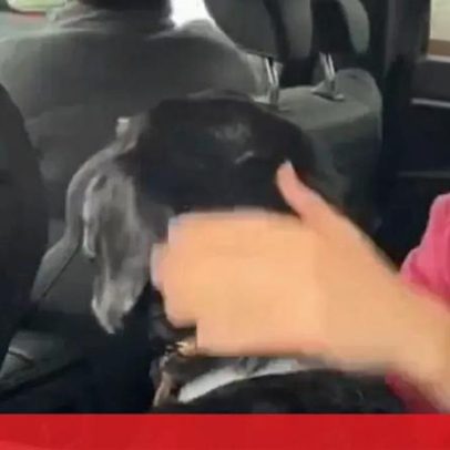 Cão desaparecido é encontrado após colisão entre comboios em Córdoba