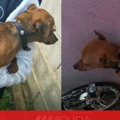 PSP resgata dois cães vítimas de maus-tratos em Sintra