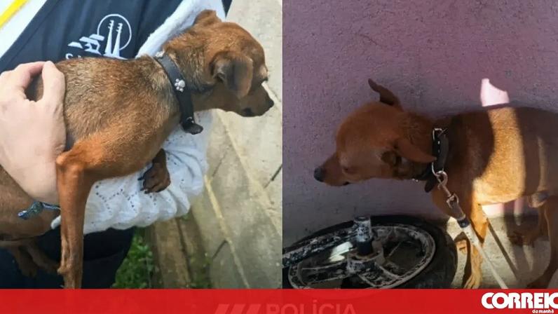 PSP resgatou cães