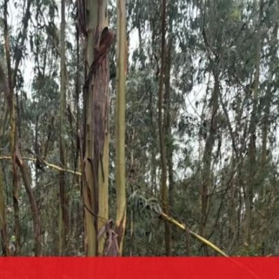 Condutor fica ferido após despiste na A1 entre Santa Maria da Feira e Estarreja