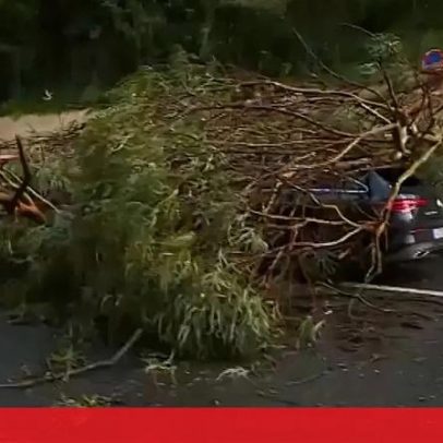 Lisboa regista 56 ocorrências, sobretudo quedas de árvores, por mau tempo