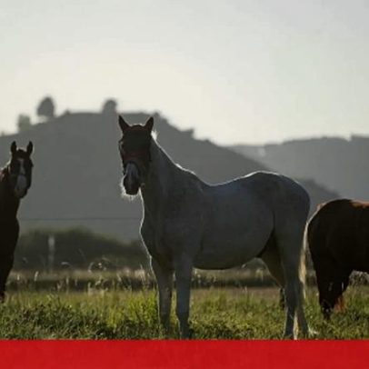 GNR constituiu três arguidos por furto de duas éguas