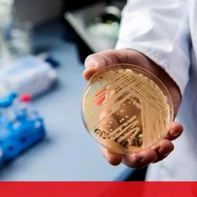 Candida auris: o fungo ameaçando a saúde pública global