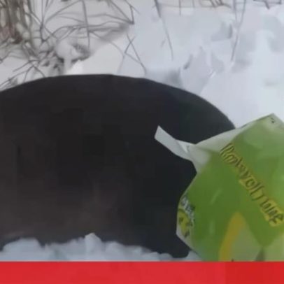 Resgate de veado com saco preso na cabeça após alerta de suspeito mascarado