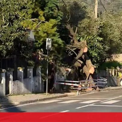 Queda de árvore em Odivelas danifica dois carros e uma habitação