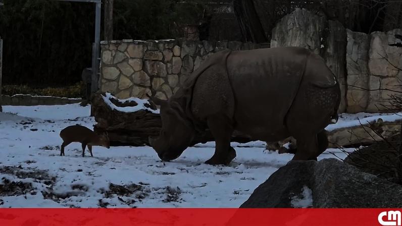 Veado pequeno enfrenta rinoceronte gigante na Polónia