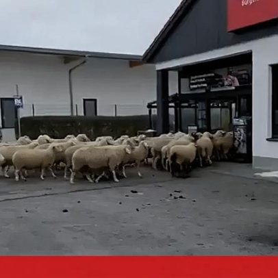 Ovelhas fogem do rebanho e invadem supermercado na Alemanha