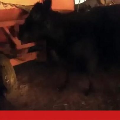 Polícia resgata vacas de celeiro incendiado em Nova Iorque