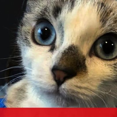 Gata bebé queimada em forno é resgatada após uma semana numa garagem em Barcelos